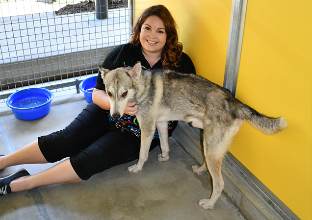 Malamute Shepherd Dog at RSPCA Cairns